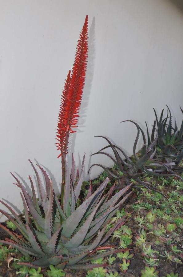 Clan Court Guesthouse Clanwilliam Buitenkant foto